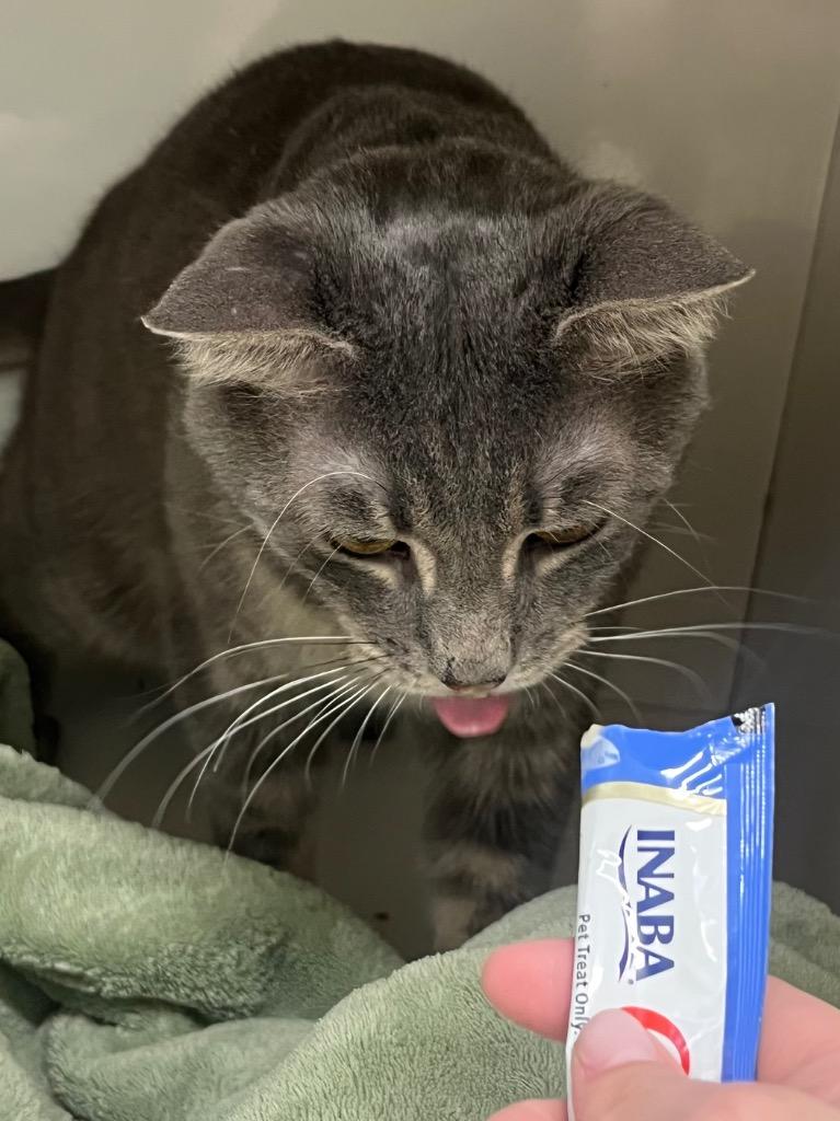 Enlarge Gold Rush, a Adoptable mixed breed in Fall River, MA image 5/6