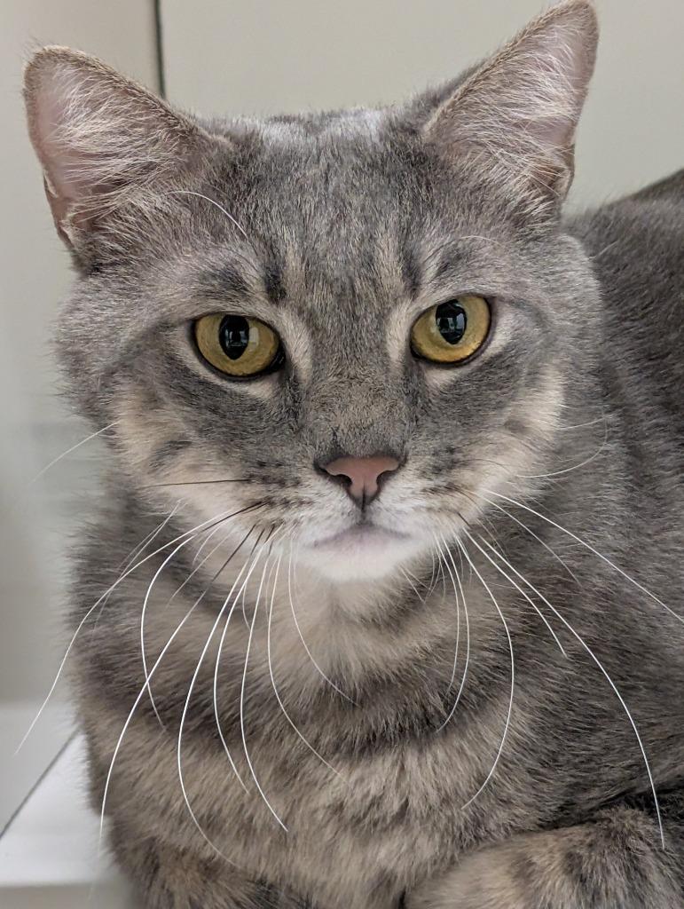 Enlarge Gold Rush, a Adoptable mixed breed in Fall River, MA image 6/6