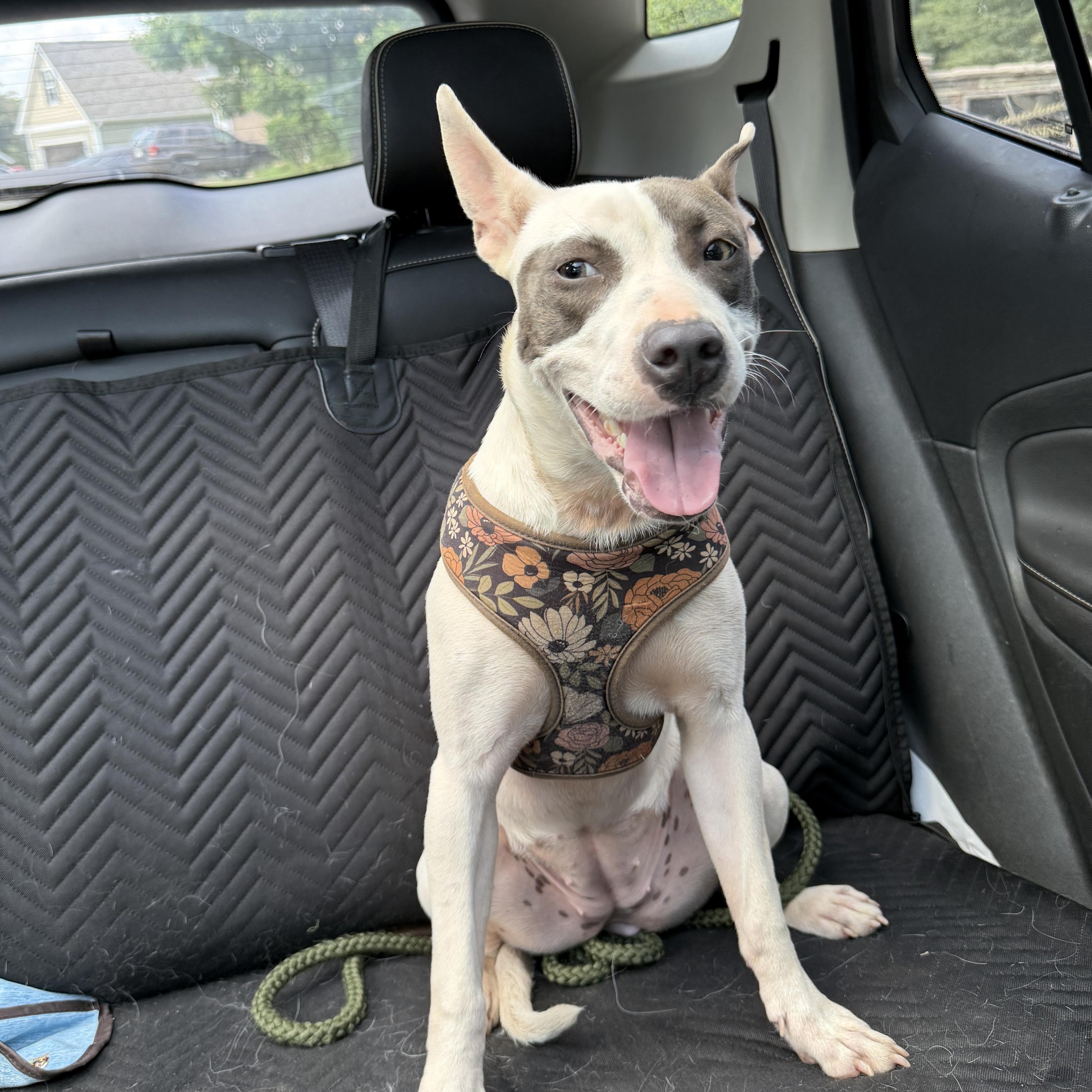 Enlarge Sweetie, a Adoptable Mixed Breed in Greer, SC image 3/5