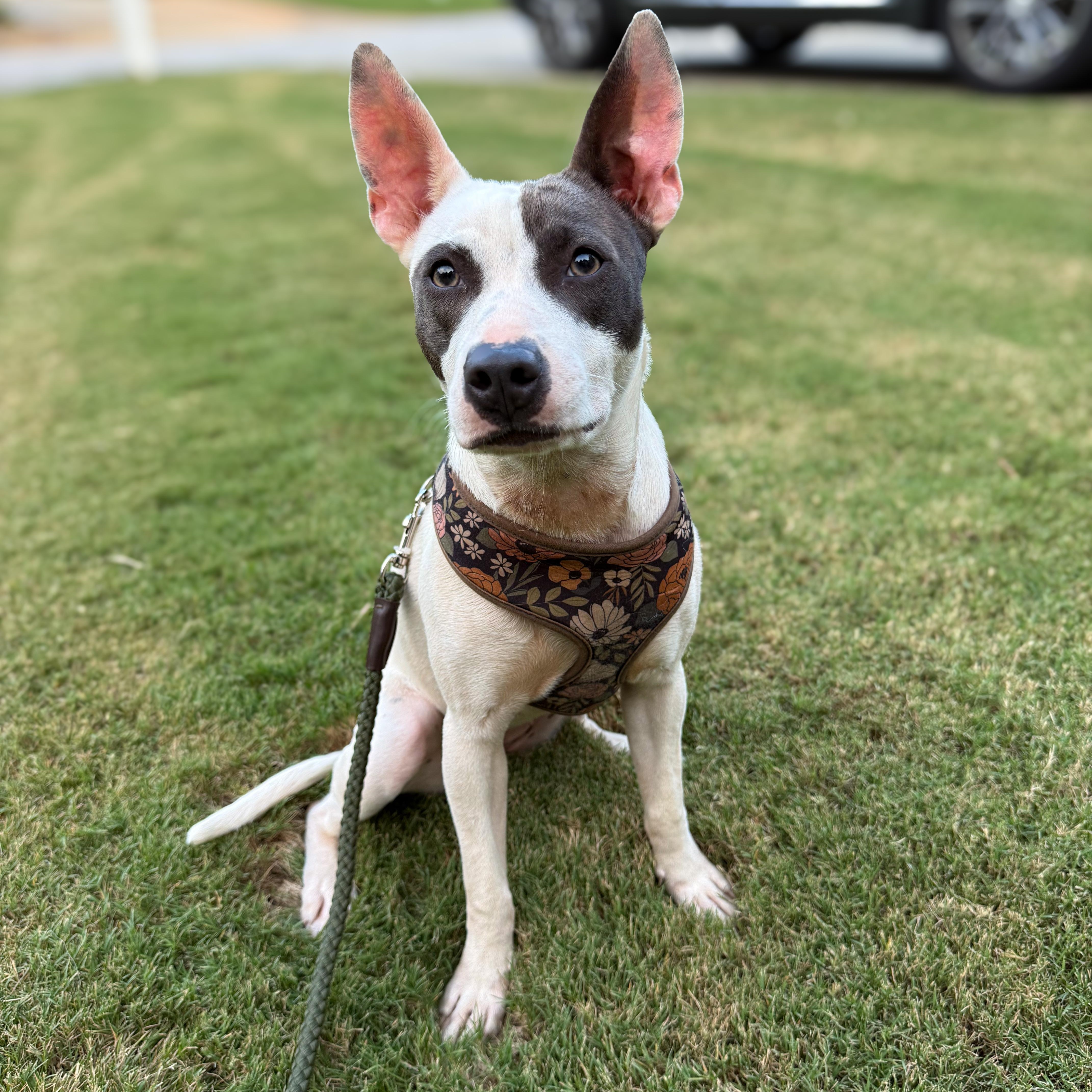 Enlarge Sweetie, a Adoptable Mixed Breed in Greer, SC image 4/5