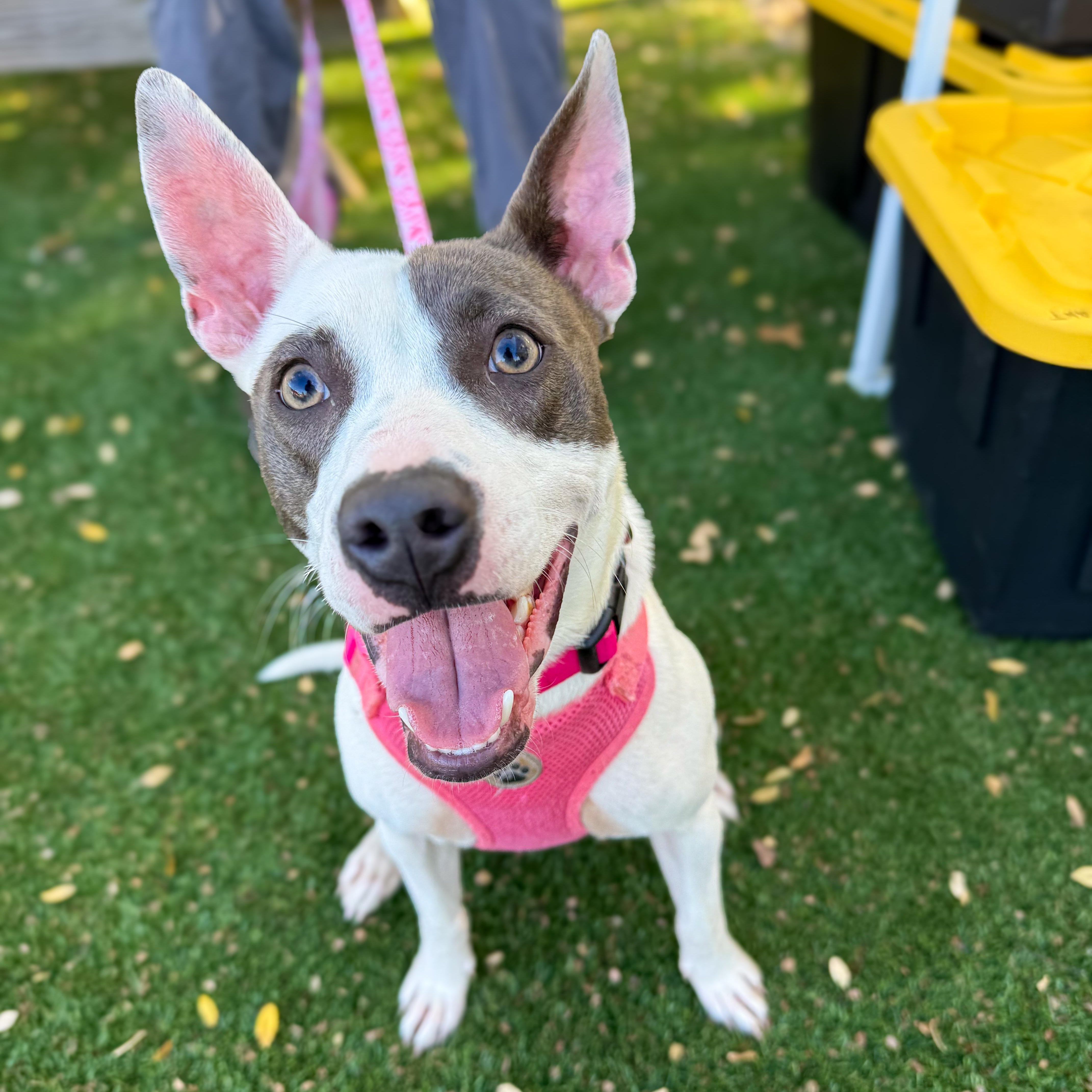 Enlarge Sweetie, a Adoptable Mixed Breed in Greer, SC image 1/5