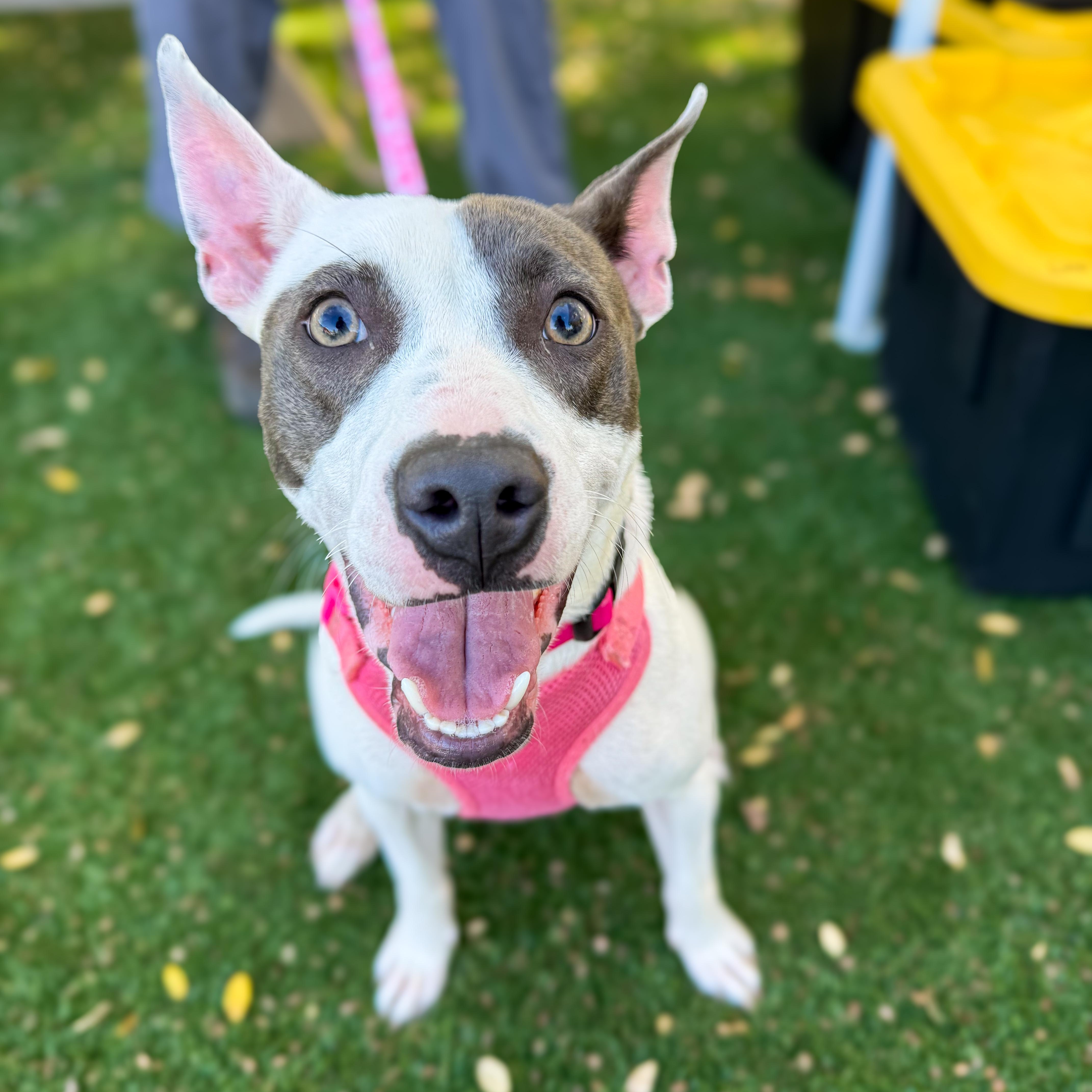 Enlarge Sweetie, a Adoptable Mixed Breed in Greer, SC image 2/5