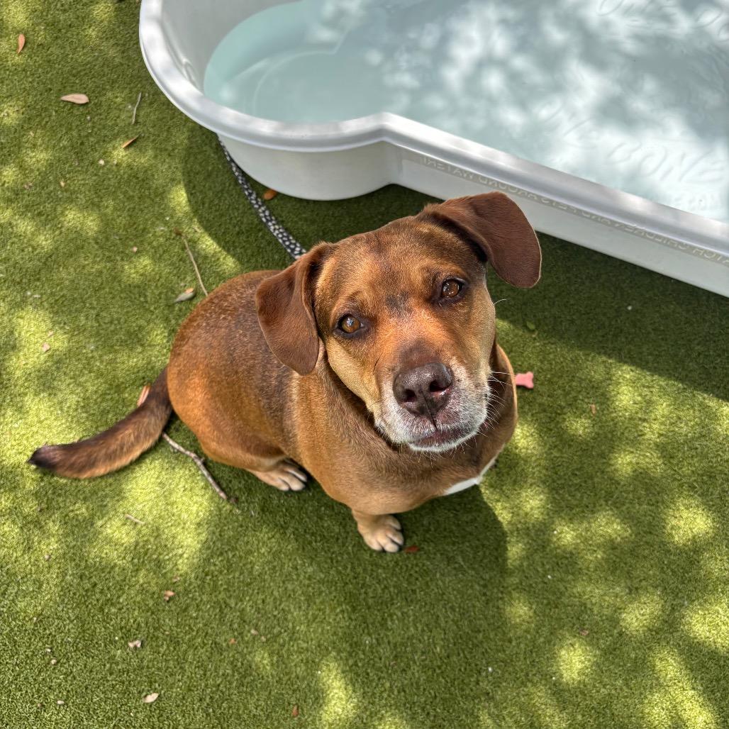 June, Adoptable, Adult Female Mixed Breed.