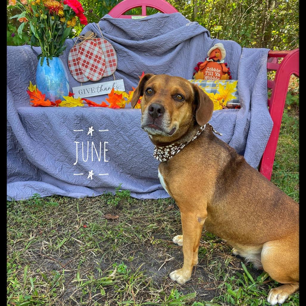Enlarge June, a Adoptable Mixed Breed in Sarasota, FL image 2/6