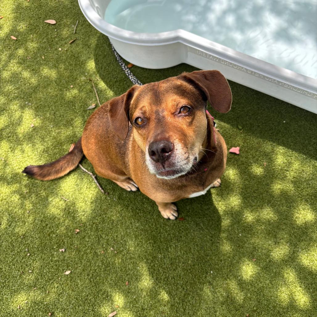 Enlarge June, a Adoptable Mixed Breed in Sarasota, FL image 3/6