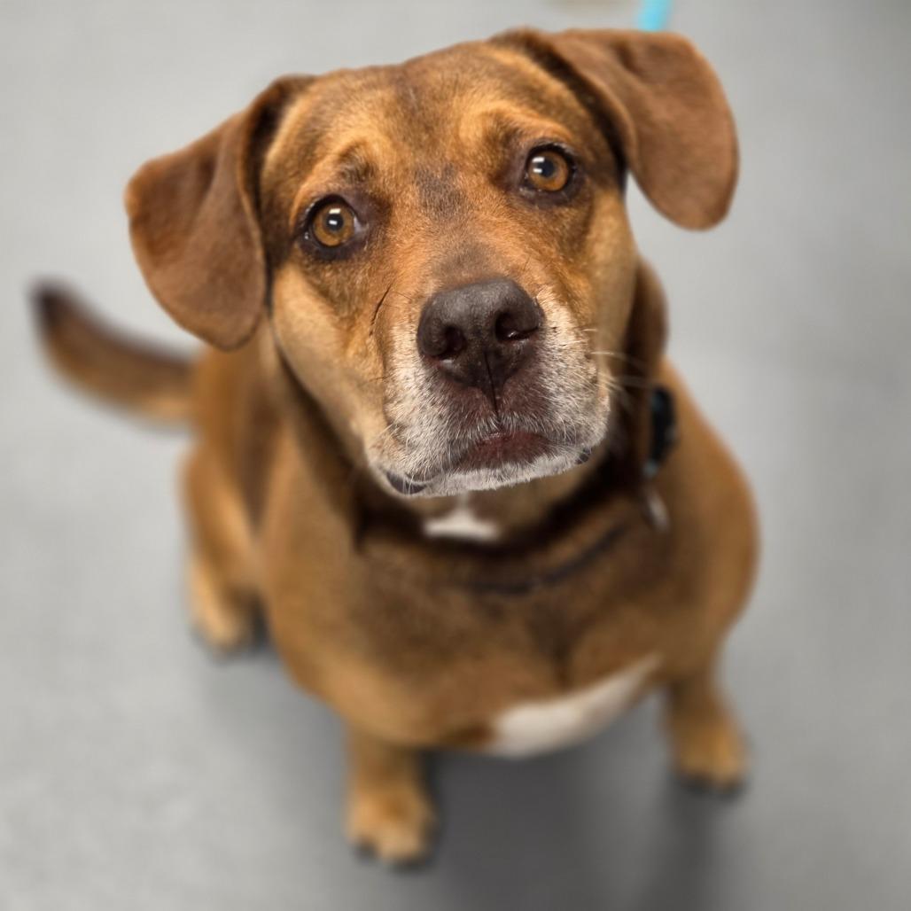 Enlarge June, a Adoptable Mixed Breed in Sarasota, FL image 4/6