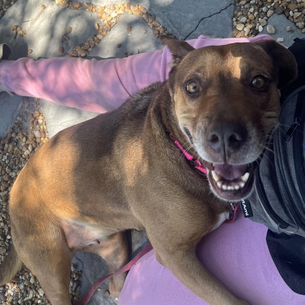 Enlarge June, a Adoptable Mixed Breed in Sarasota, FL image 5/6