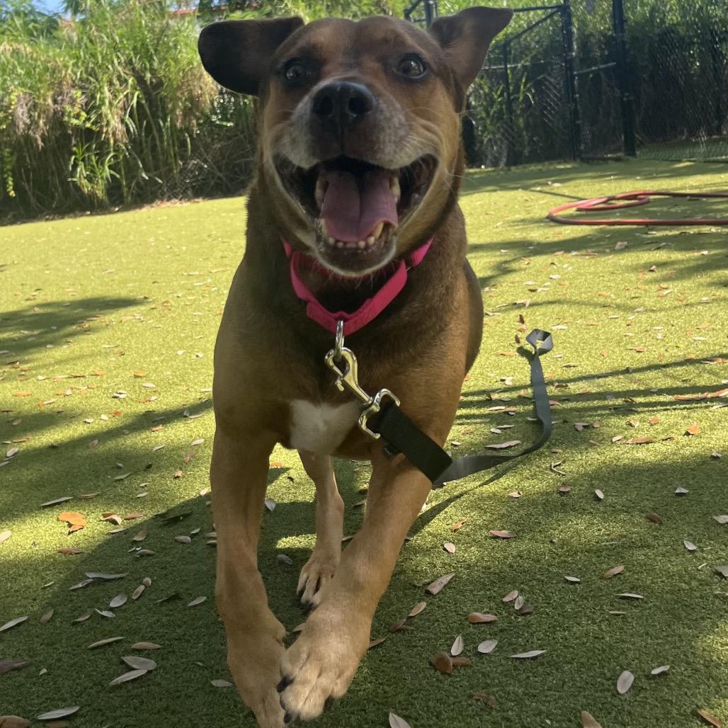 Enlarge June, a Adoptable Mixed Breed in Sarasota, FL image 6/6