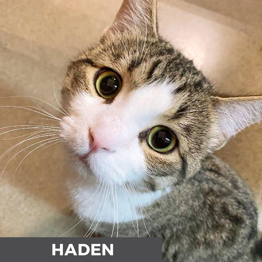 Haden, a ADOPTABLE Domestic Short Hair in Etobicoke, ON image 3/6