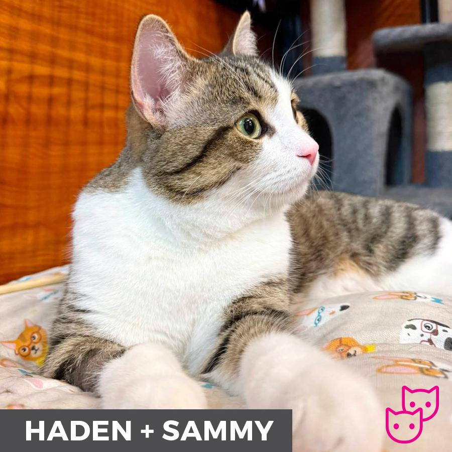 Enlarge Haden (bonded with Sammy), a ADOPTABLE Domestic Short Hair in Etobicoke, ON image 5/6