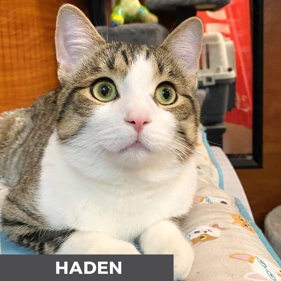 Haden, a ADOPTABLE Domestic Short Hair in Etobicoke, ON image 4/6