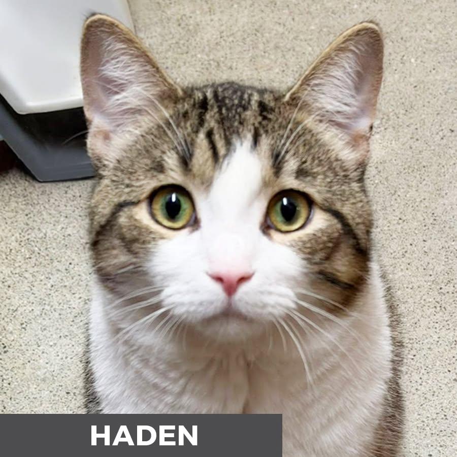 Haden, a ADOPTABLE Domestic Short Hair in Etobicoke, ON image 5/6