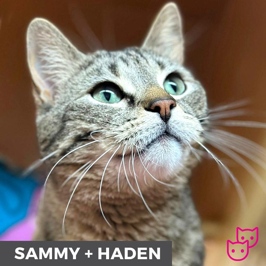 Enlarge Haden (bonded with Sammy), a ADOPTABLE Domestic Short Hair in Etobicoke, ON image 6/6