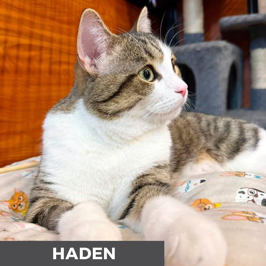 Haden, a ADOPTABLE Domestic Short Hair in Etobicoke, ON image 2/6