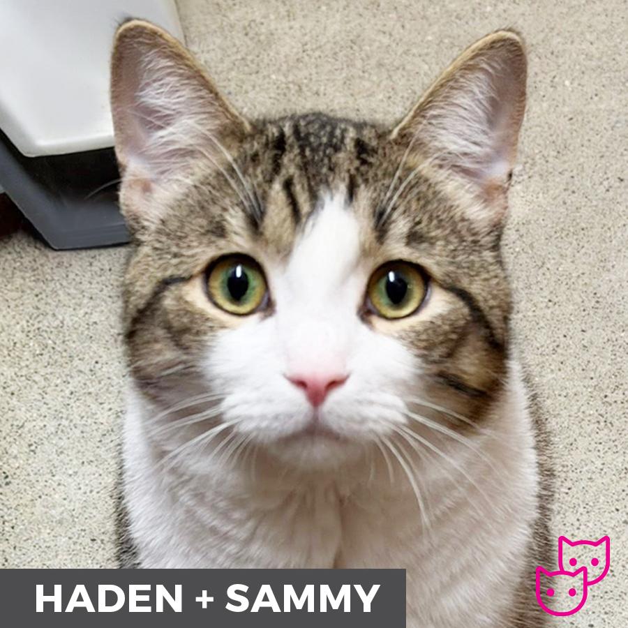 Haden (bonded with Sammy), ADOPTABLE, Adult Male Domestic Short Hair.