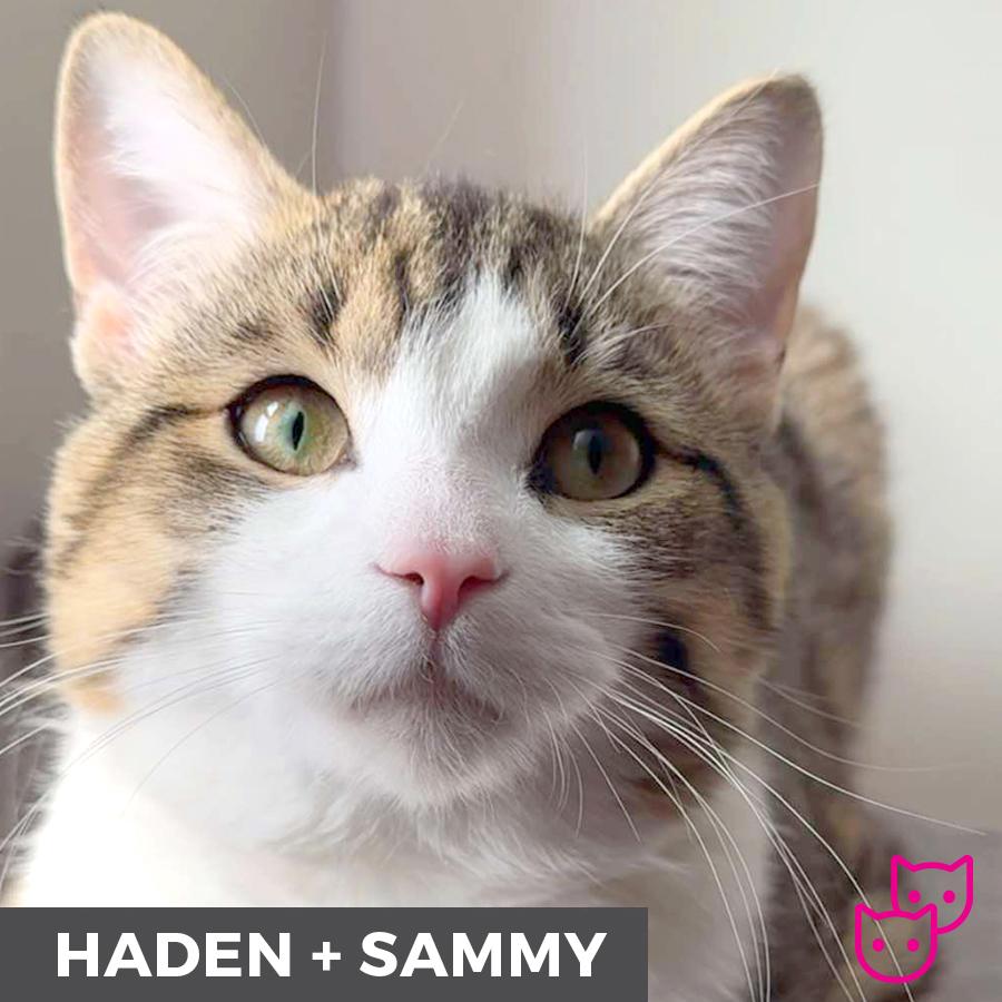 Enlarge Haden (bonded with Sammy), a ADOPTABLE Domestic Short Hair in Etobicoke, ON image 2/6