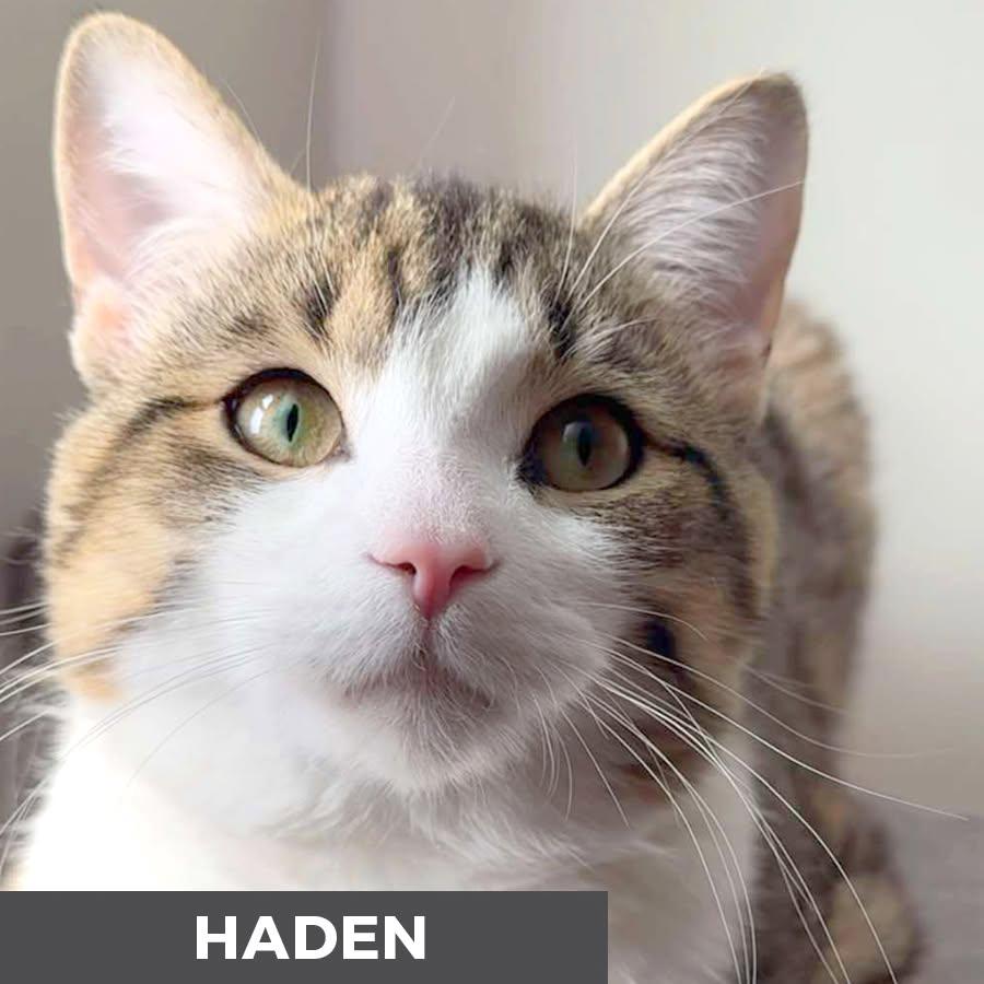 Haden, a ADOPTABLE Domestic Short Hair in Etobicoke, ON image 1/6