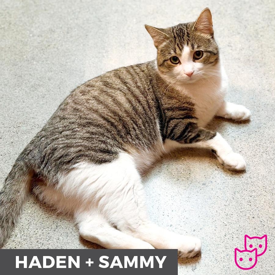 Enlarge Haden (bonded with Sammy), a ADOPTABLE Domestic Short Hair in Etobicoke, ON image 3/6