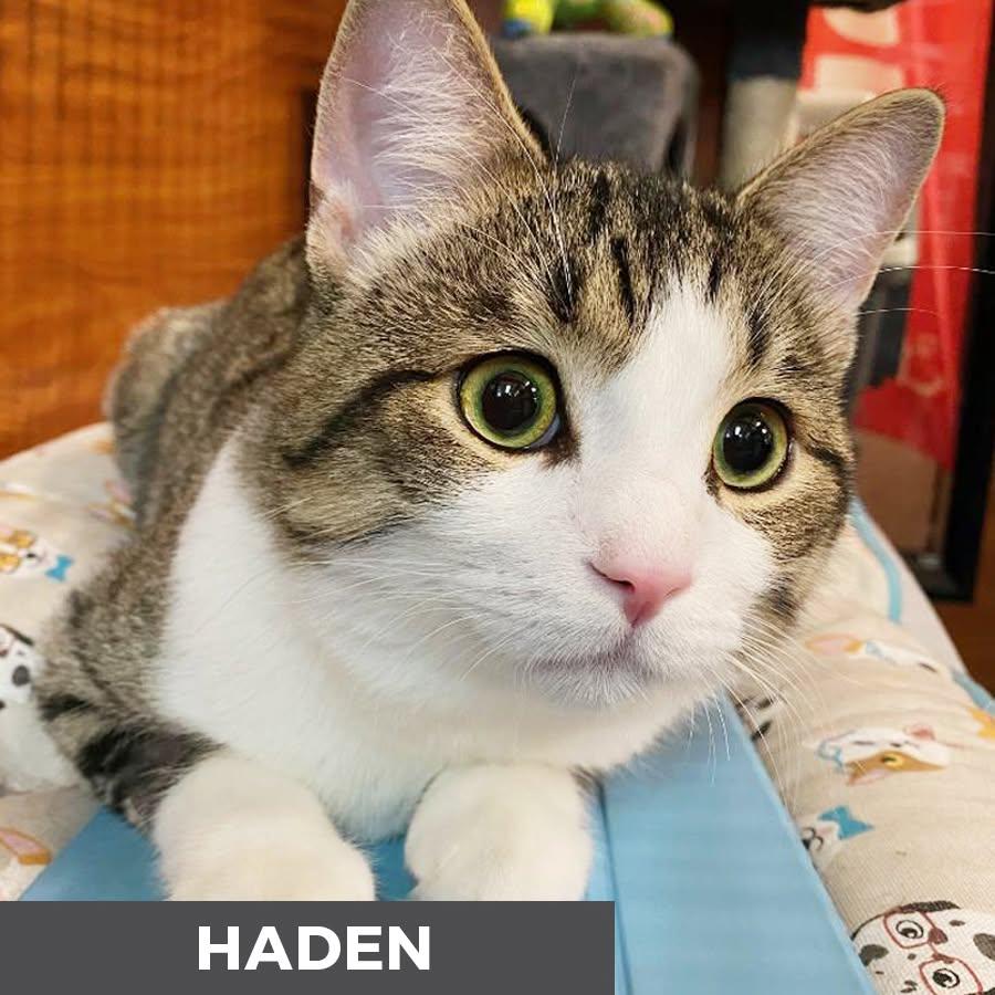 Haden, a ADOPTABLE Domestic Short Hair in Etobicoke, ON image 6/6