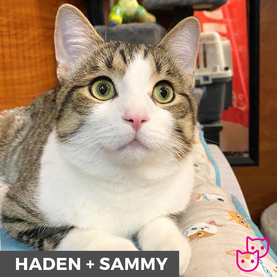 Enlarge Haden (bonded with Sammy), a ADOPTABLE Domestic Short Hair in Etobicoke, ON image 4/6