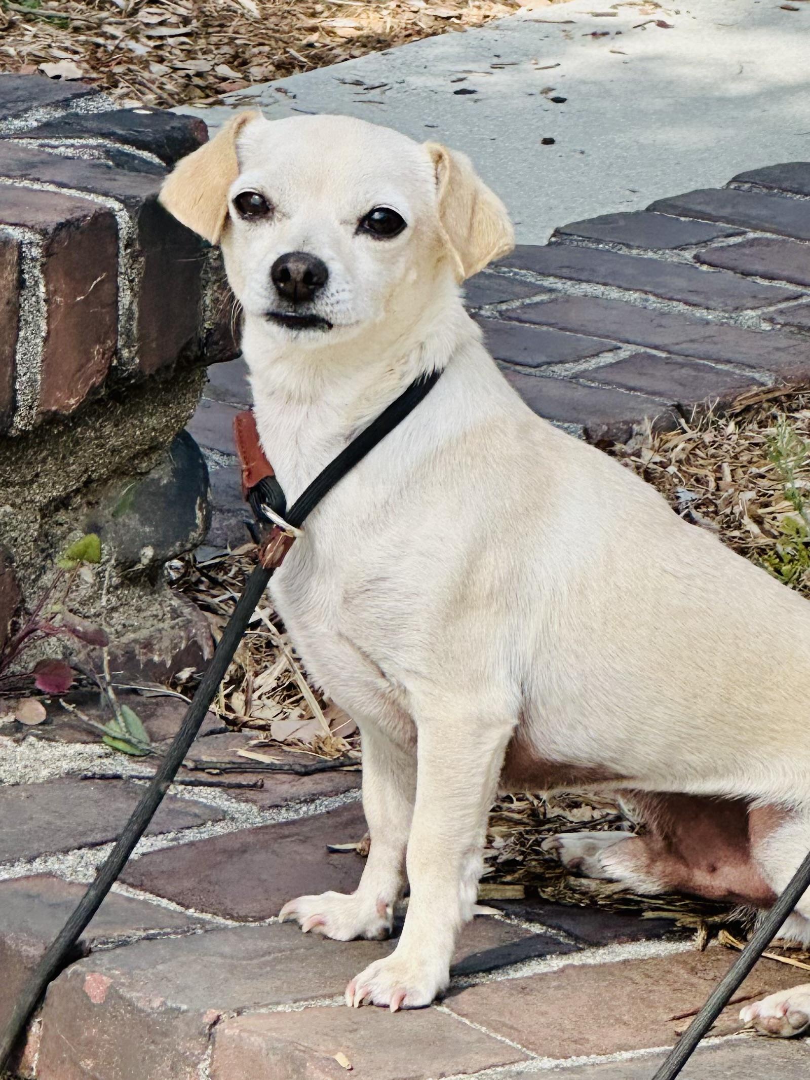 Logan, ADOPTABLE, Adult Male Chihuahua.