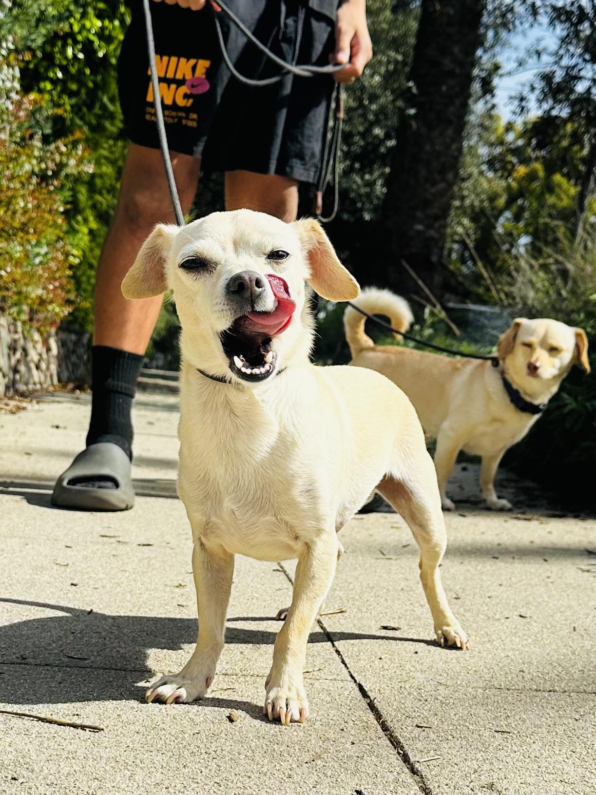 Enlarge Logan, a ADOPTABLE mixed breed in Los Angeles, CA image 2/2