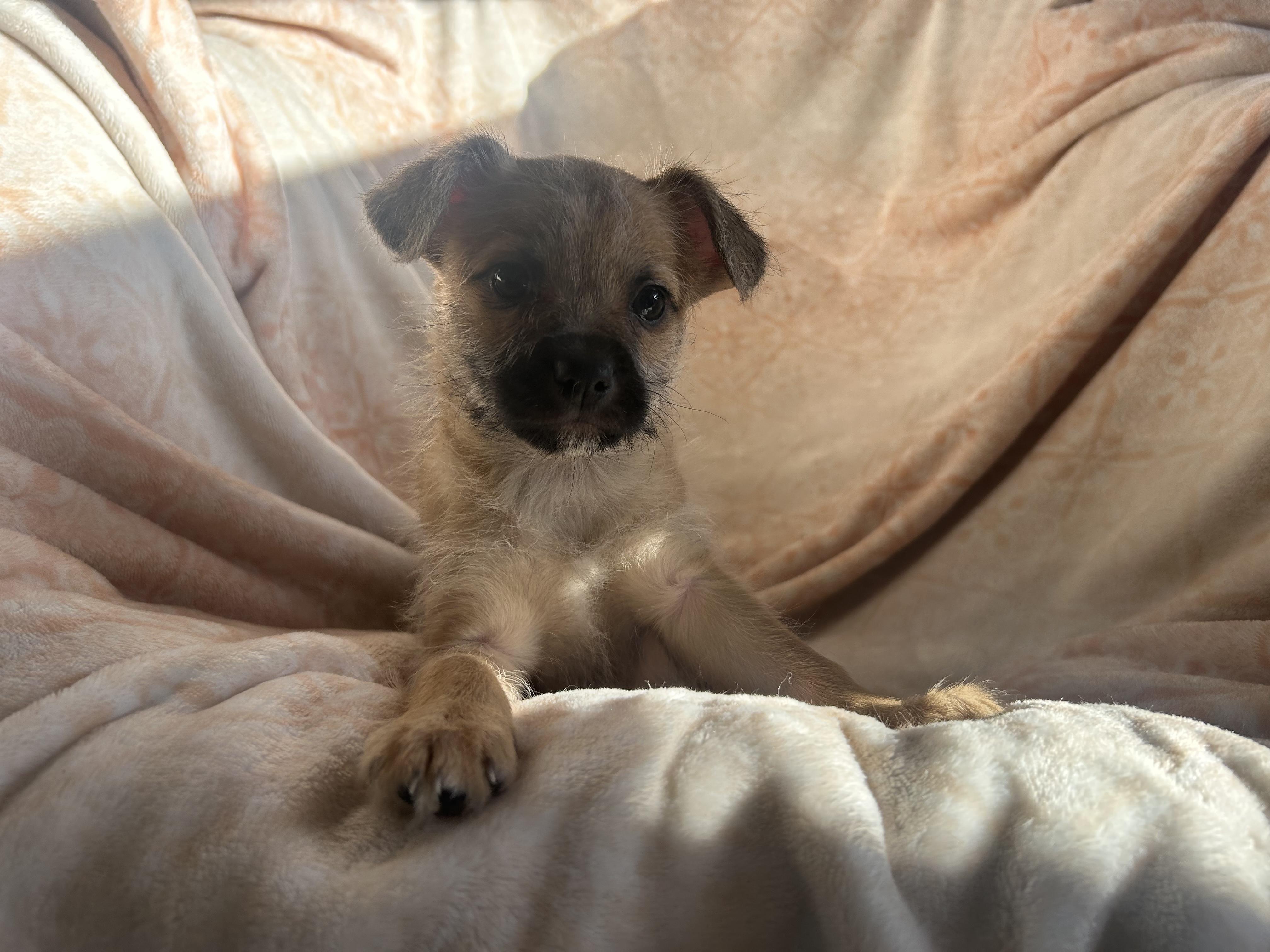 Enlarge Jameson, an adopted mixed breed in Sonora, CA image 2/4