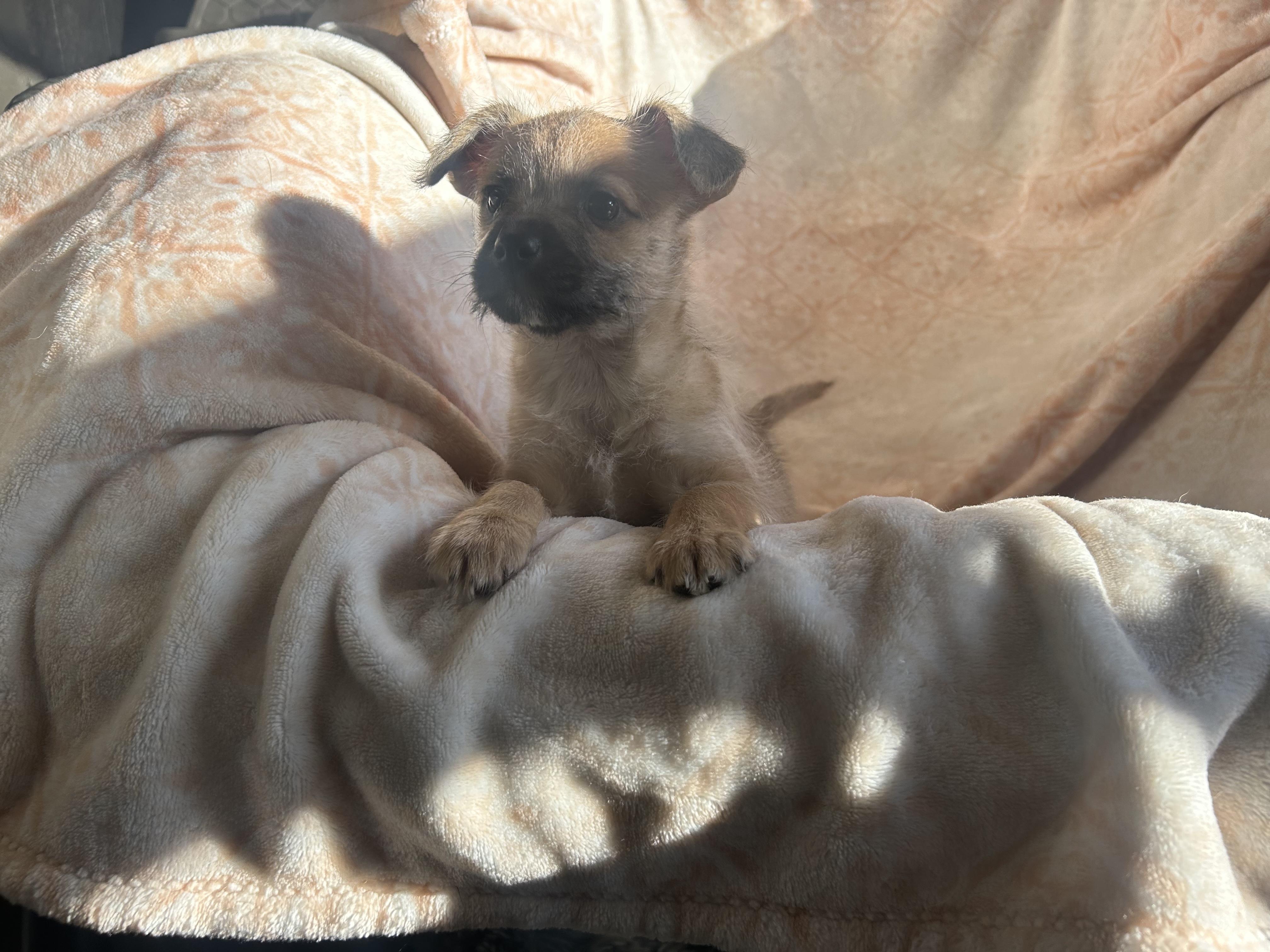 Enlarge Jameson, an adopted mixed breed in Sonora, CA image 4/4