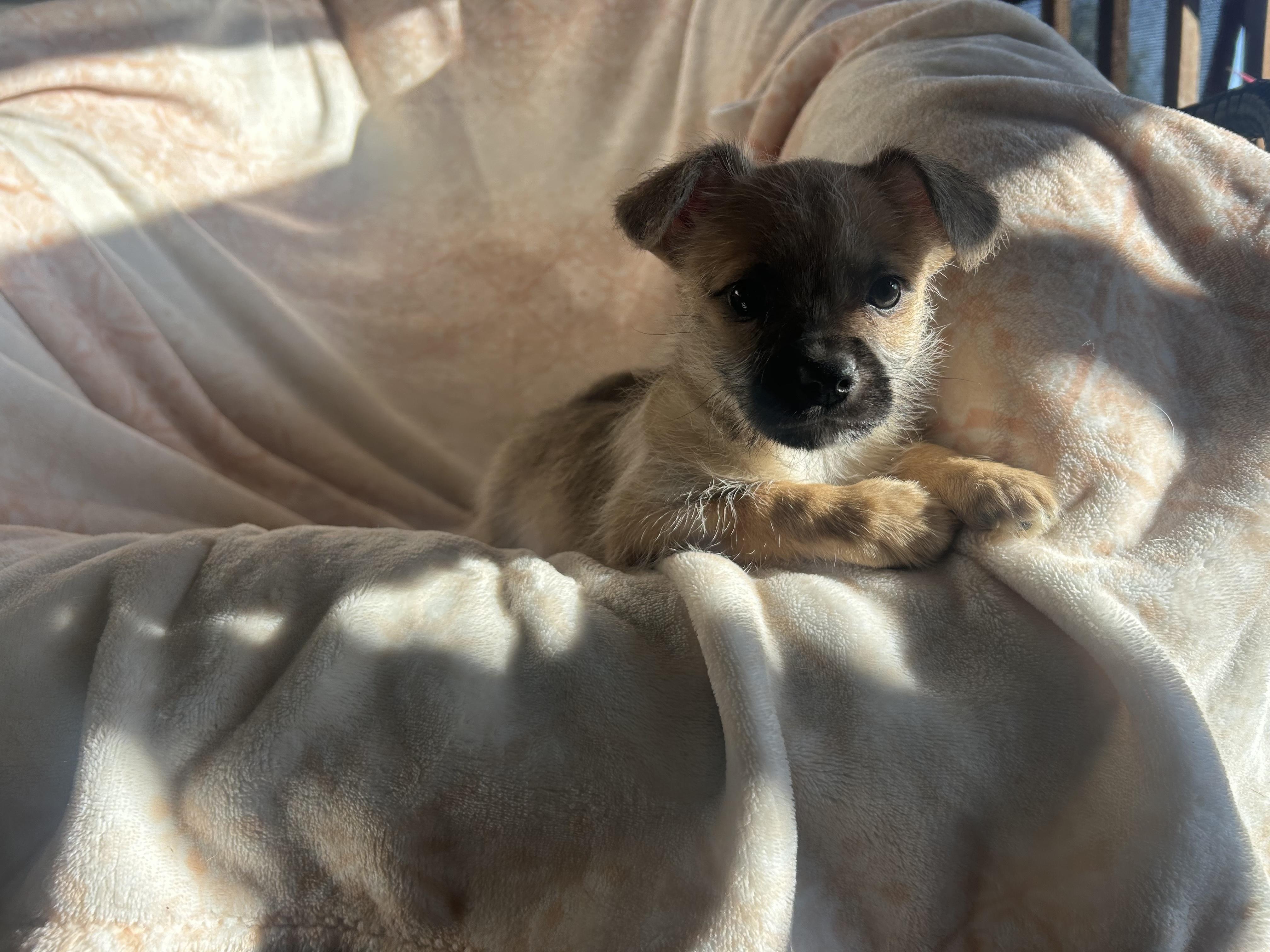 Jameson, adopted, Puppy Male Chihuahua.