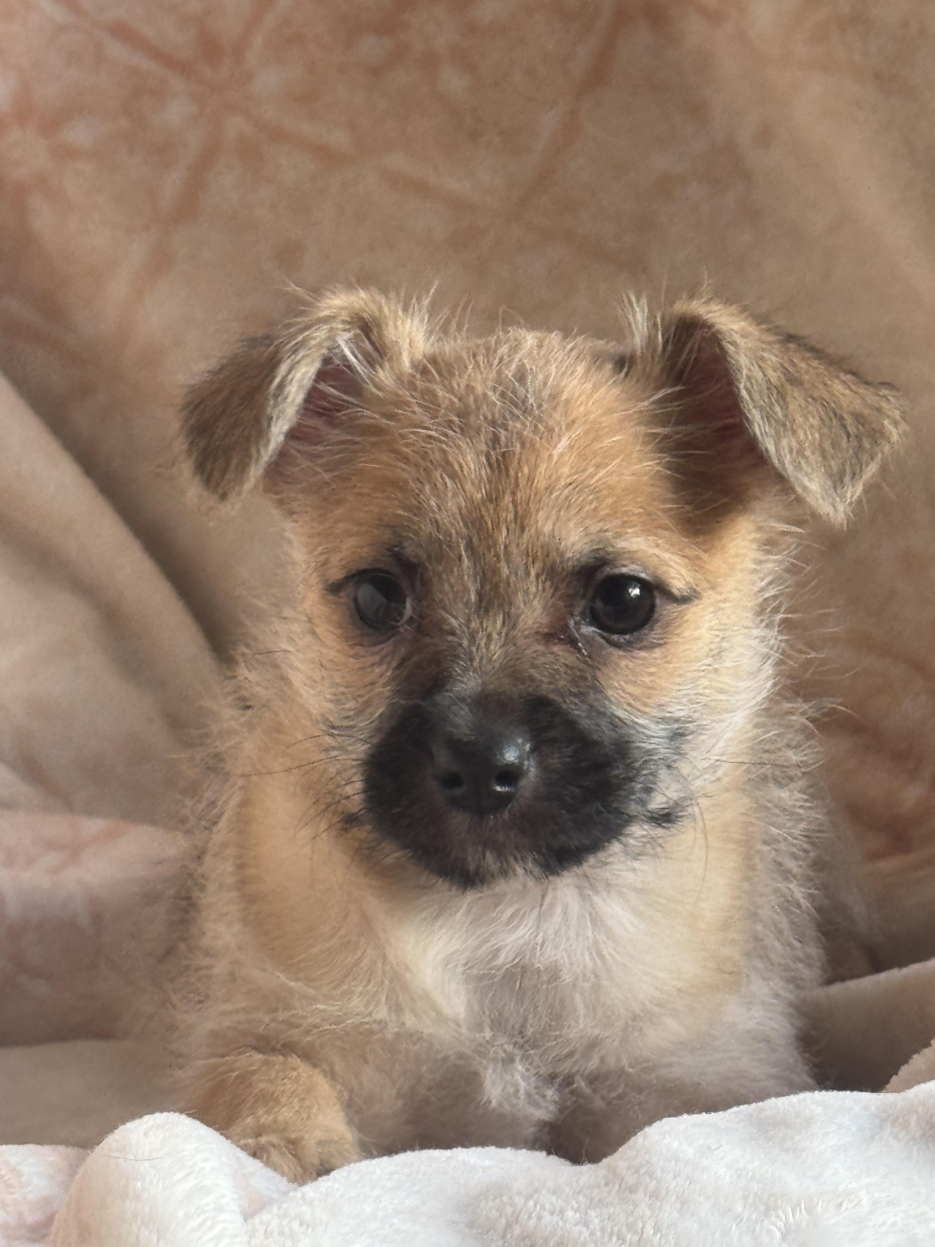 Enlarge Jameson, an adopted mixed breed in Sonora, CA image 3/4