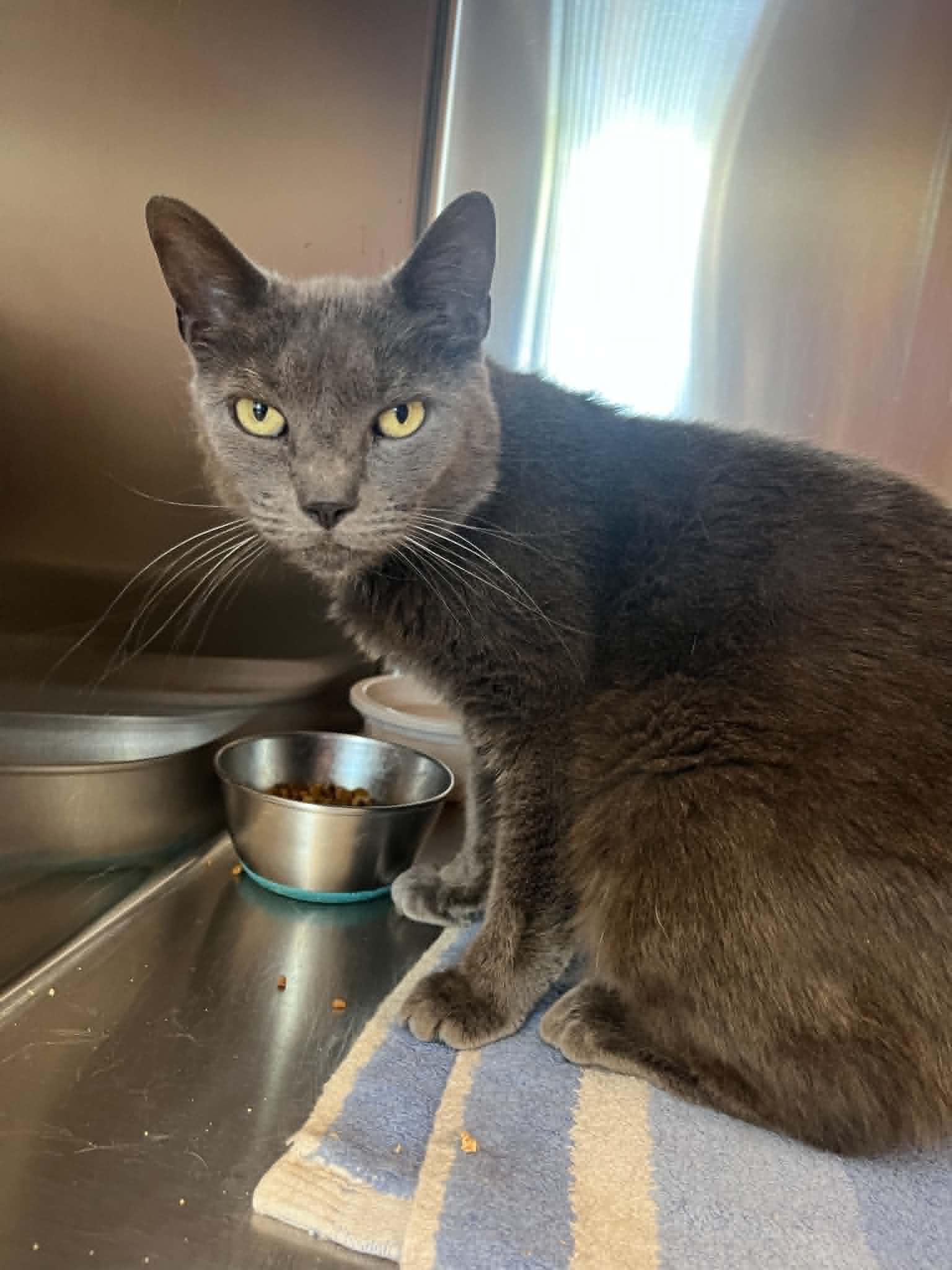 Crisp, ADOPTABLE, Senior Male Domestic Short Hair.