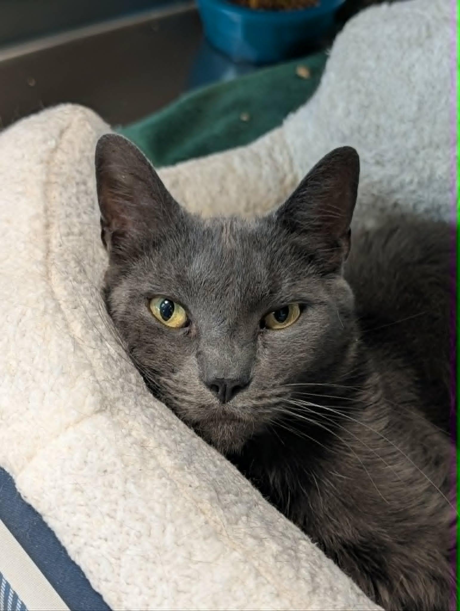 Enlarge Crisp, a ADOPTABLE mixed breed in Chambersburg, PA image 2/2