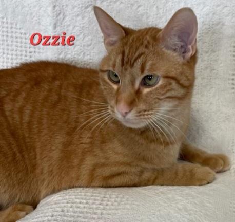 Enlarge Ozzie, a Adoptable Domestic Short Hair image 1/1