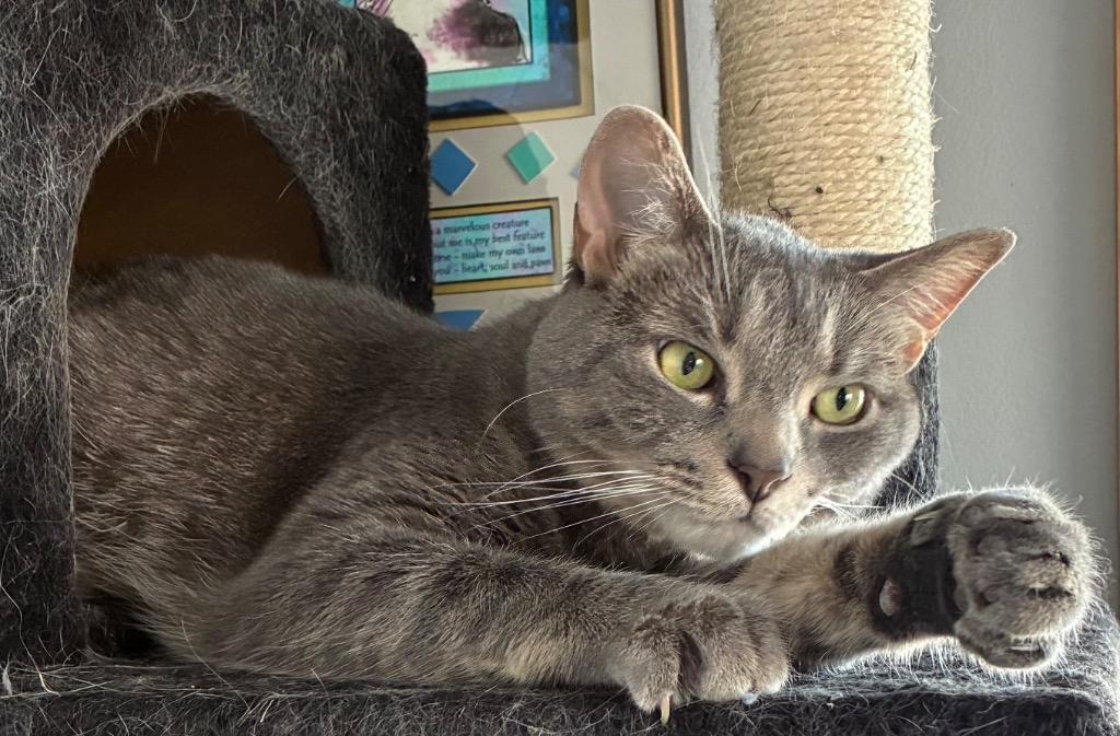 LU2 Lewis, a Adoptable mixed breed in Ashland, WI image 1/6