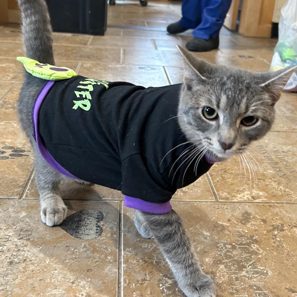 LU2 Lewis, a Adoptable mixed breed in Ashland, WI image 2/6