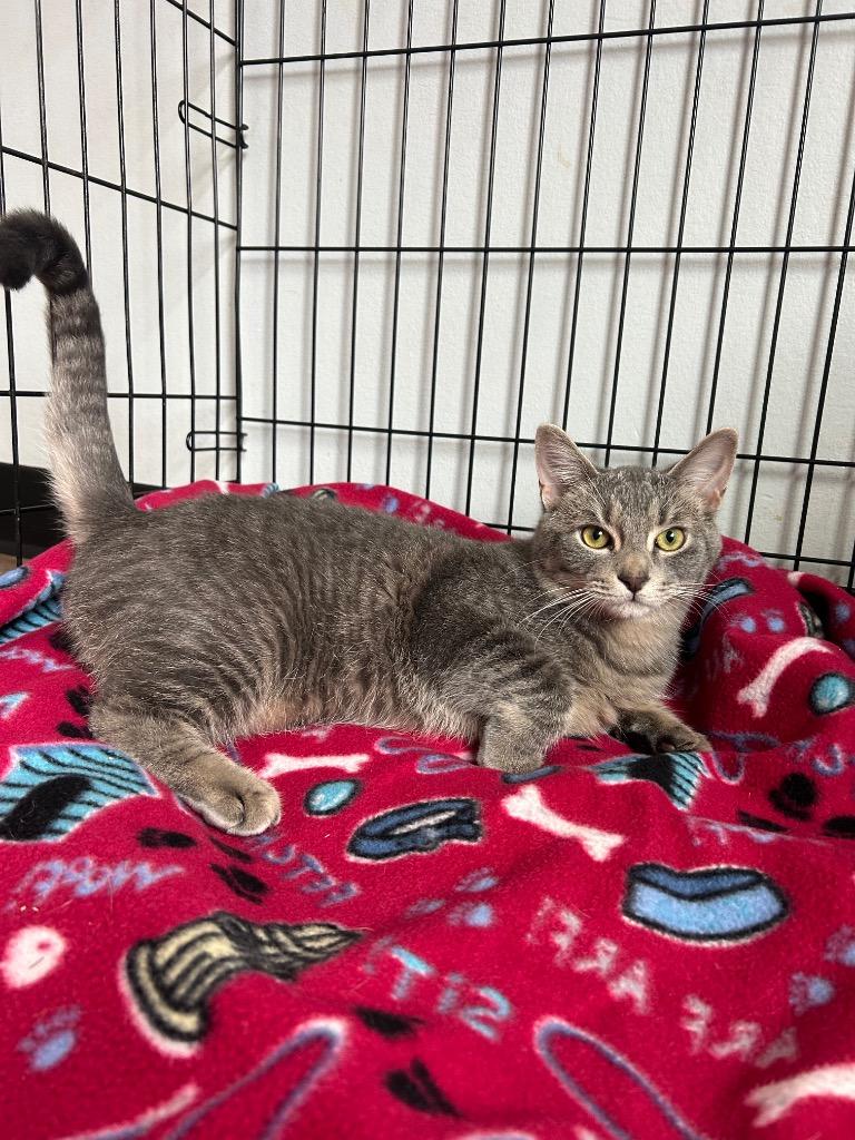 LU2 Lewis, Adoptable, Adult Male Domestic Short Hair.