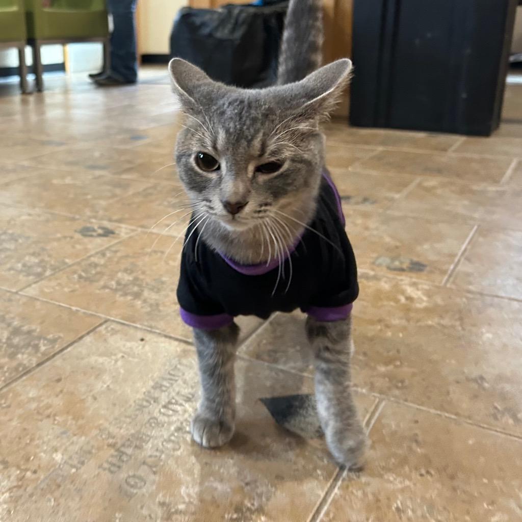 LU2 Lewis, a Adoptable mixed breed in Ashland, WI image 4/6