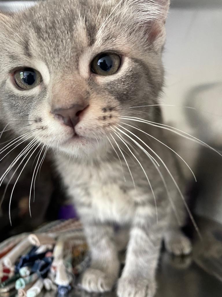 Enlarge LU2 Lewis, a Adoptable mixed breed in Ashland, WI image 6/6