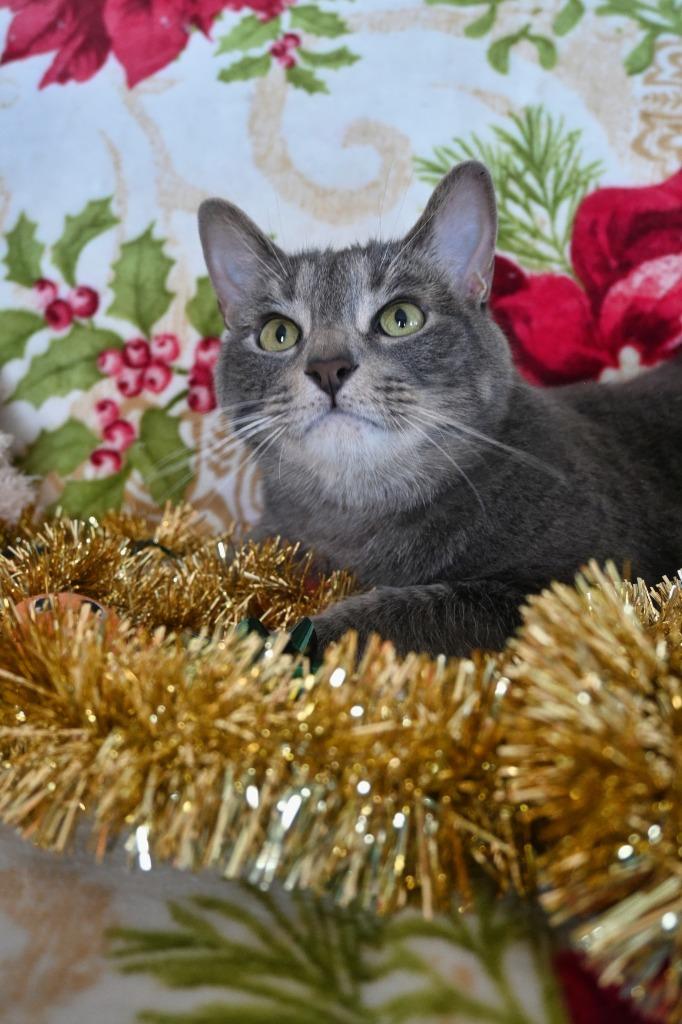 LU2 Lewis, a Adoptable mixed breed in Ashland, WI image 6/6