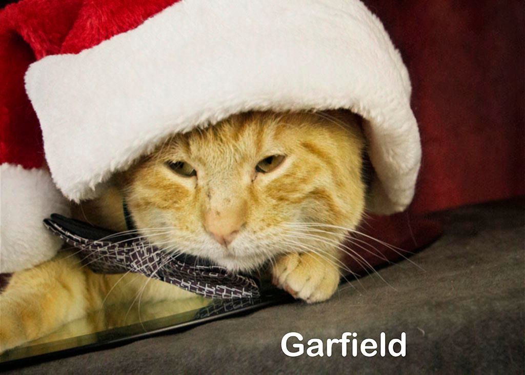 Garfield 2