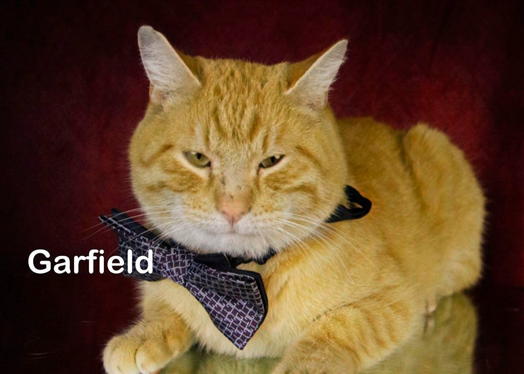 Garfield 5