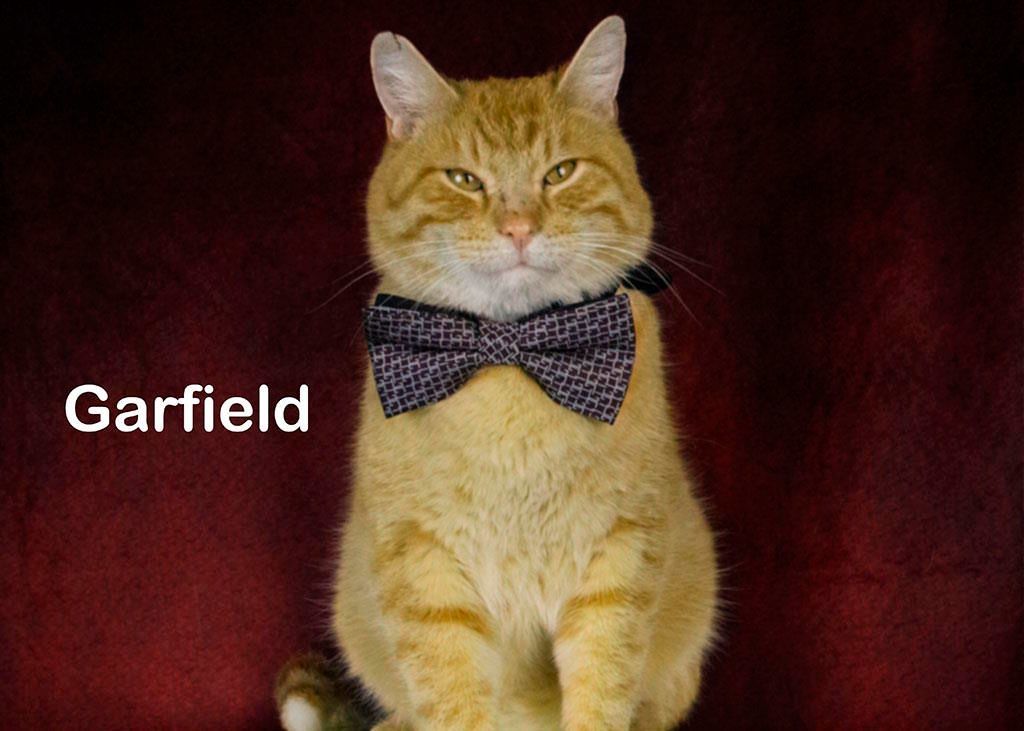 Garfield