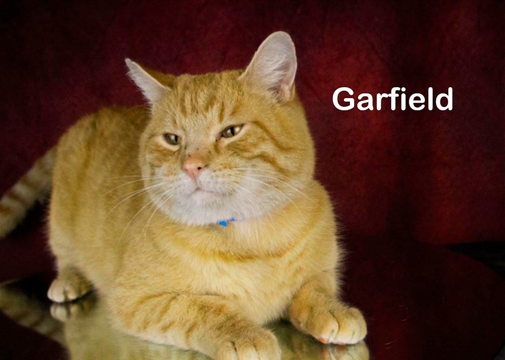 Garfield 4