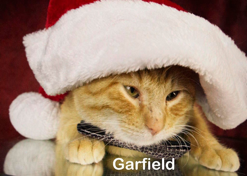 Garfield 3