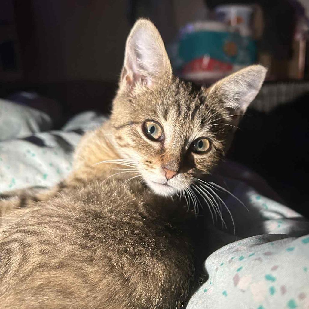 Zazu, Adoptable, Kitten Female Domestic Short Hair.