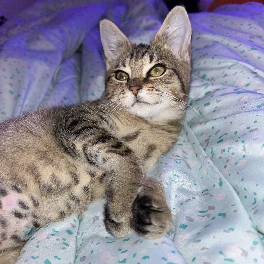 Enlarge Zazu, a Adoptable Domestic Short Hair in York, PA image 2/5