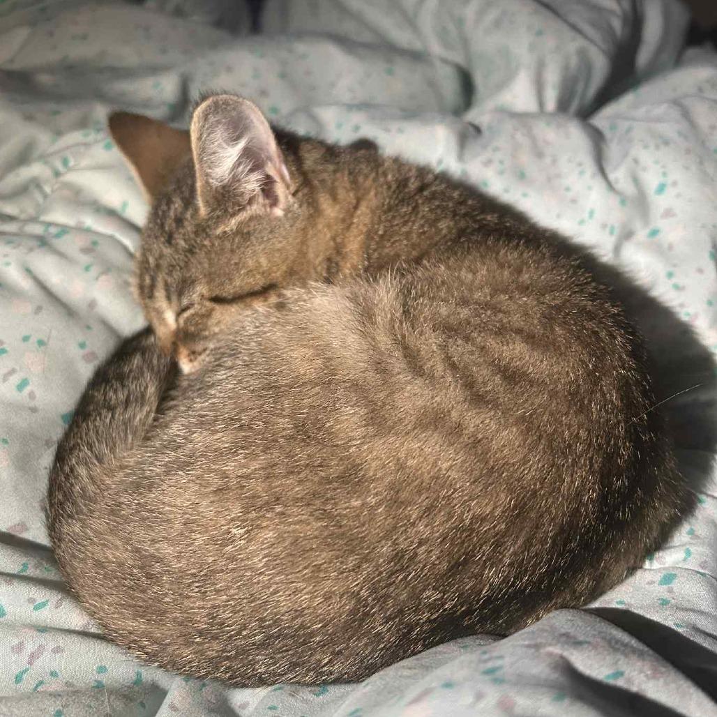 Enlarge Zazu, a Adoptable Domestic Short Hair in York, PA image 3/5