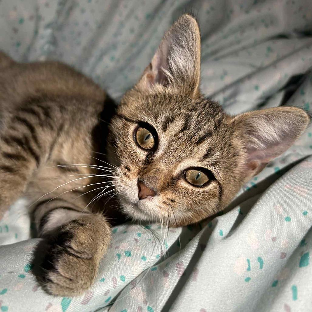 Enlarge Zazu, a Adoptable Domestic Short Hair in York, PA image 5/5