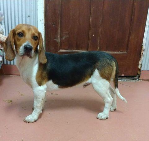 Josh, Adopted, Adult Male Beagle.