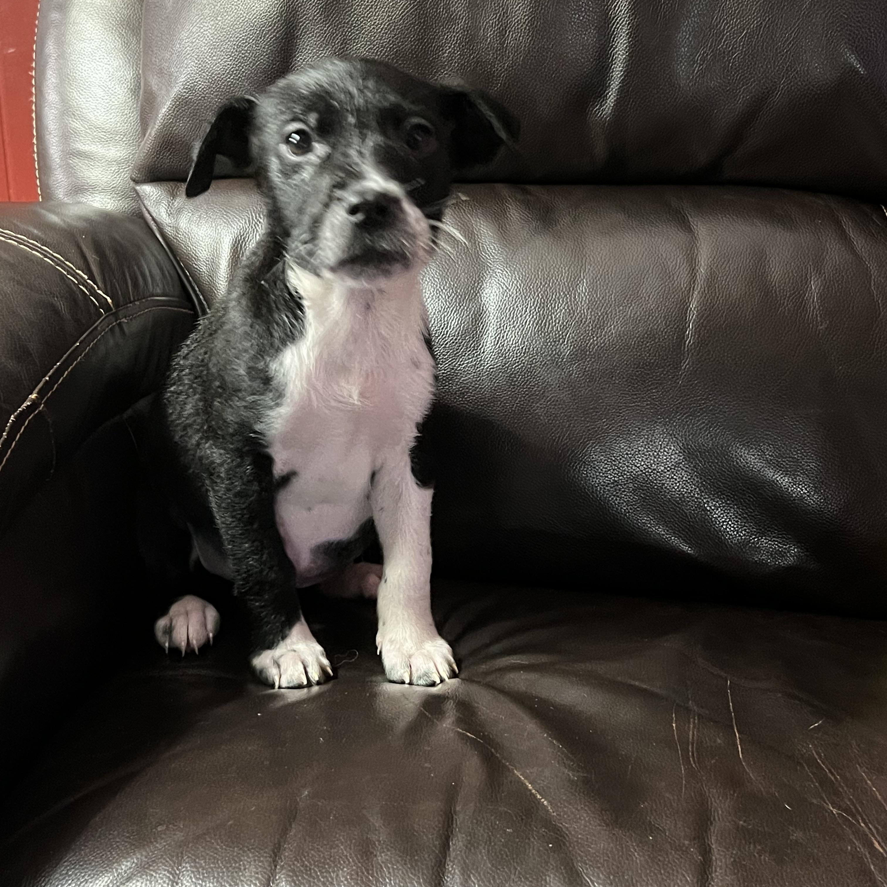 Sasha, ADOPTABLE, Puppy Female Australian Cattle Dog / Blue Heeler & Labrador Retriever.